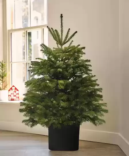 UK Pot Grown Christmas Tree Rental and Replant - 5039