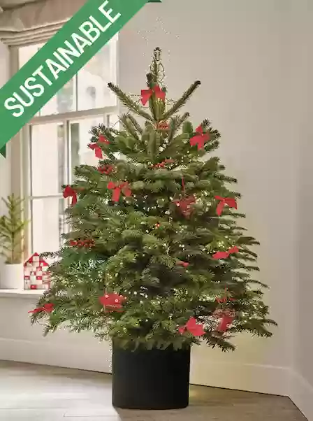 UK Pot Grown Christmas Tree Rental and Replant - 4387